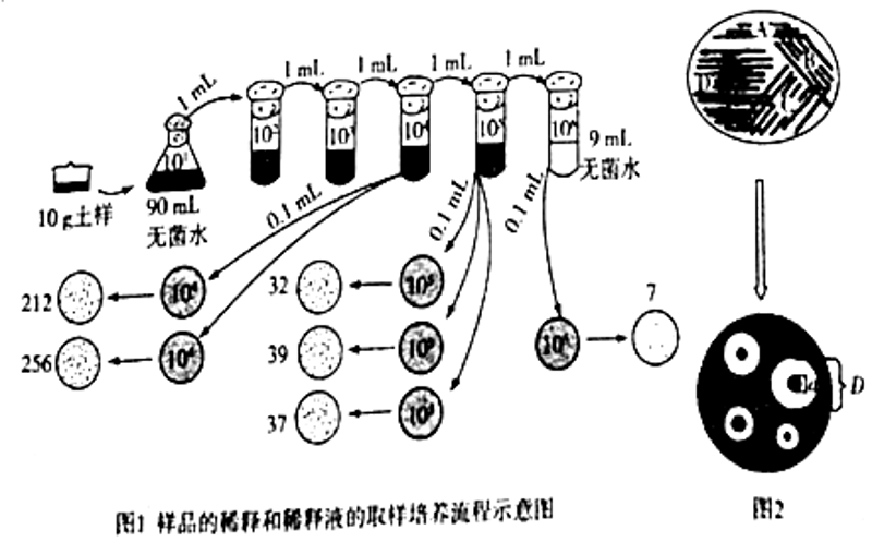 生物有机肥:现代农业绿色发展的新引擎